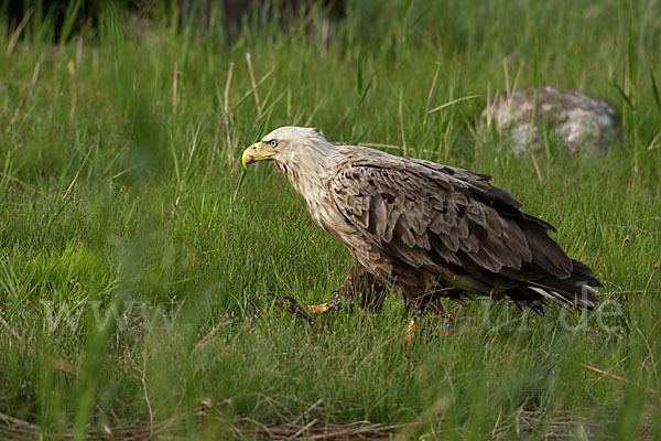 Seeadler (Haliaeetus albicilla)