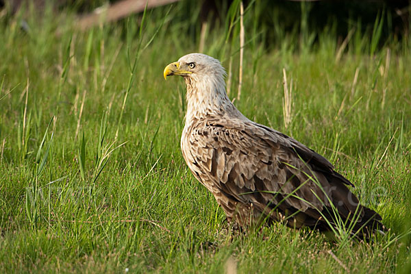 Seeadler (Haliaeetus albicilla)