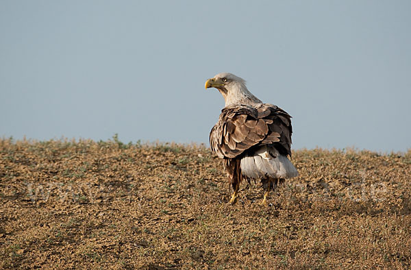 Seeadler (Haliaeetus albicilla)