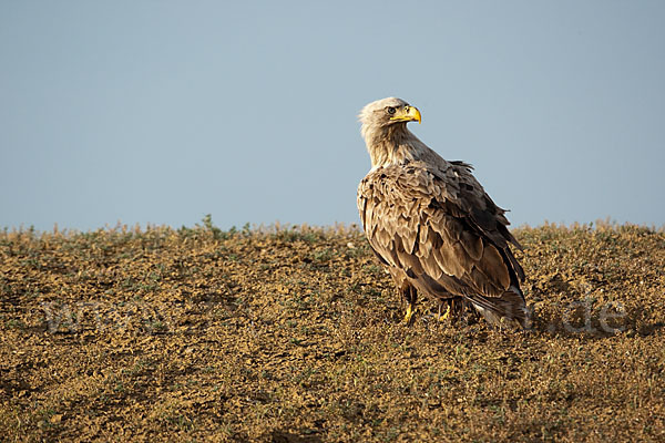 Seeadler (Haliaeetus albicilla)