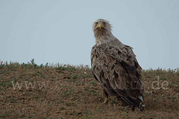 Seeadler (Haliaeetus albicilla)