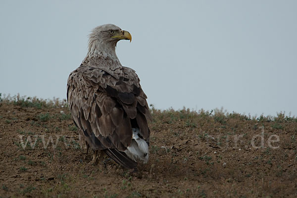 Seeadler (Haliaeetus albicilla)