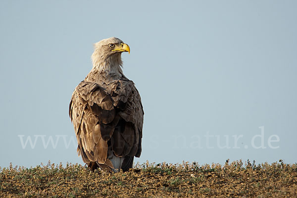 Seeadler (Haliaeetus albicilla)