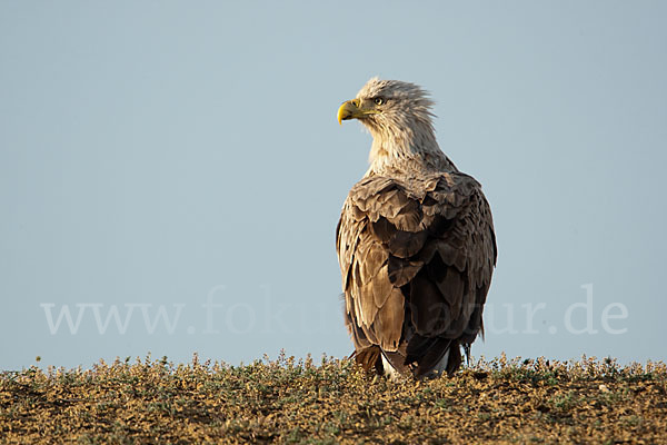 Seeadler (Haliaeetus albicilla)