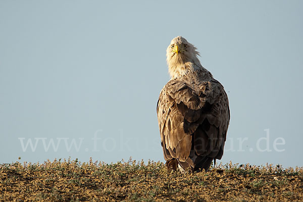 Seeadler (Haliaeetus albicilla)