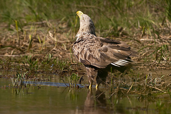 Seeadler (Haliaeetus albicilla)