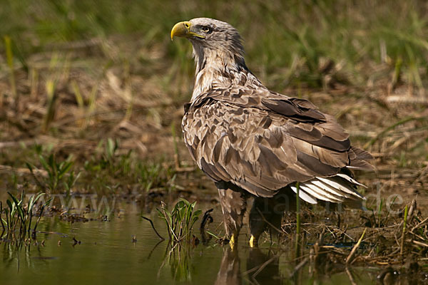 Seeadler (Haliaeetus albicilla)