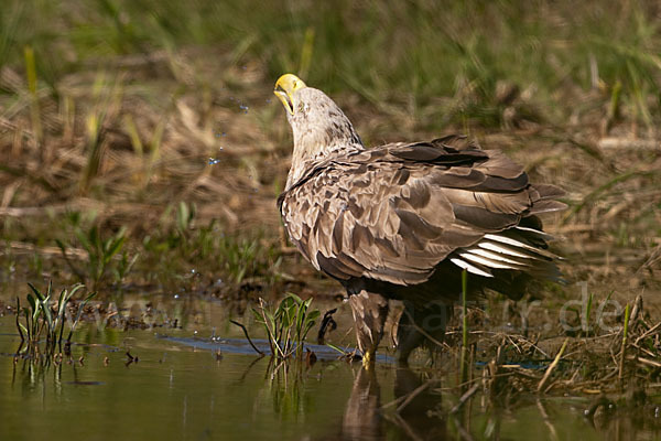 Seeadler (Haliaeetus albicilla)