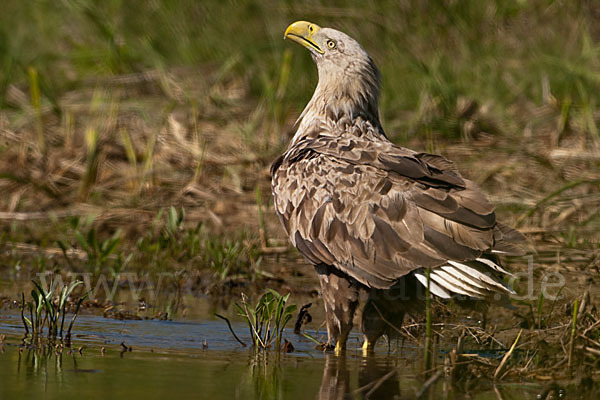 Seeadler (Haliaeetus albicilla)