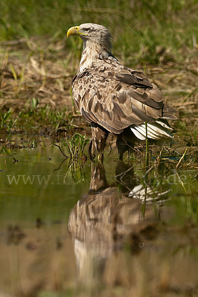 Seeadler (Haliaeetus albicilla)