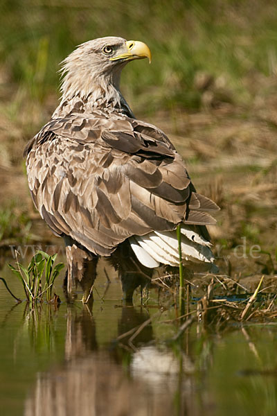 Seeadler (Haliaeetus albicilla)