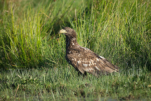 Seeadler (Haliaeetus albicilla)