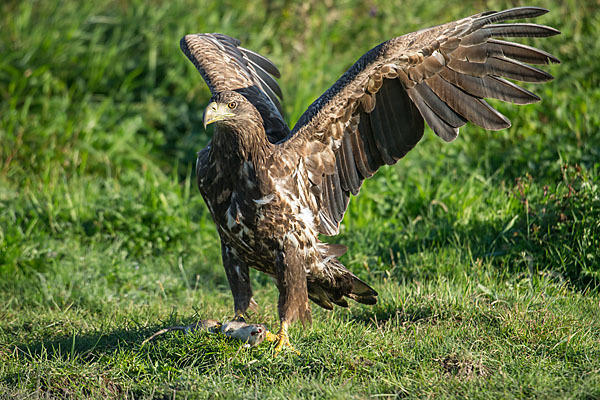 Seeadler (Haliaeetus albicilla)