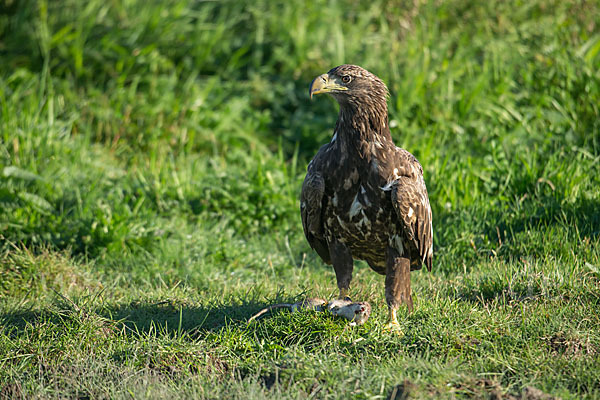 Seeadler (Haliaeetus albicilla)