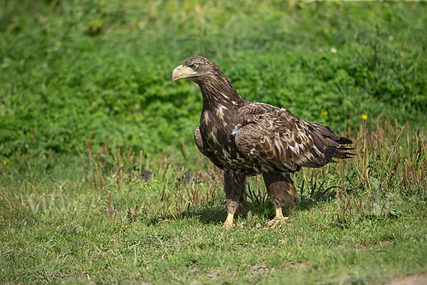 Seeadler (Haliaeetus albicilla)