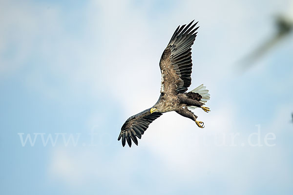 Seeadler (Haliaeetus albicilla)