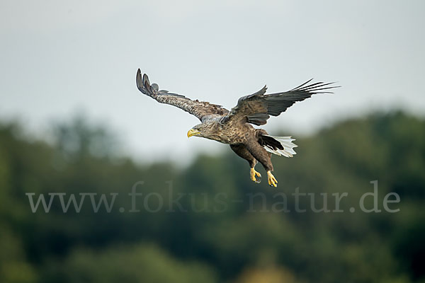 Seeadler (Haliaeetus albicilla)