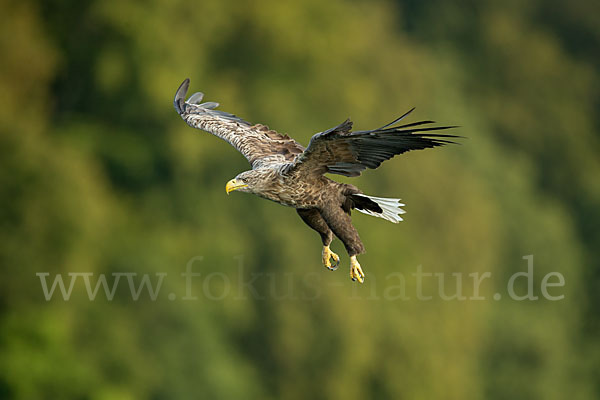 Seeadler (Haliaeetus albicilla)