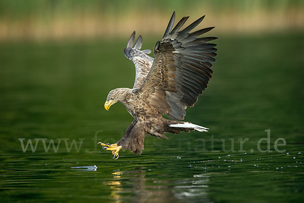 Seeadler (Haliaeetus albicilla)