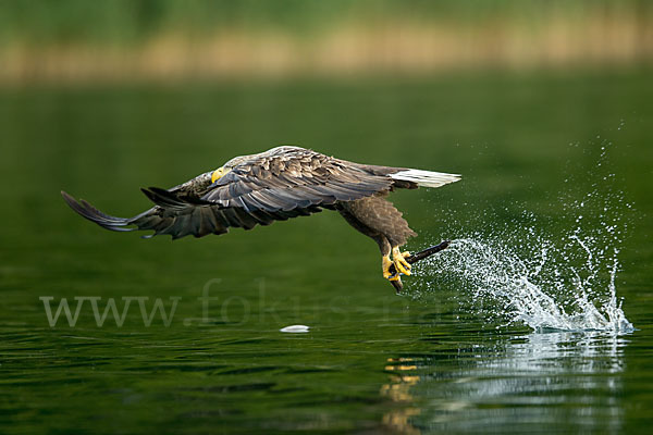 Seeadler (Haliaeetus albicilla)