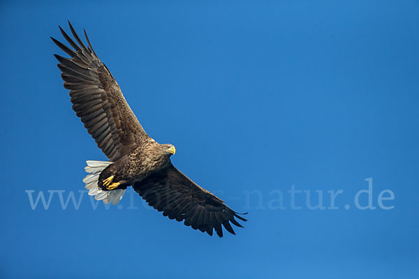 Seeadler (Haliaeetus albicilla)