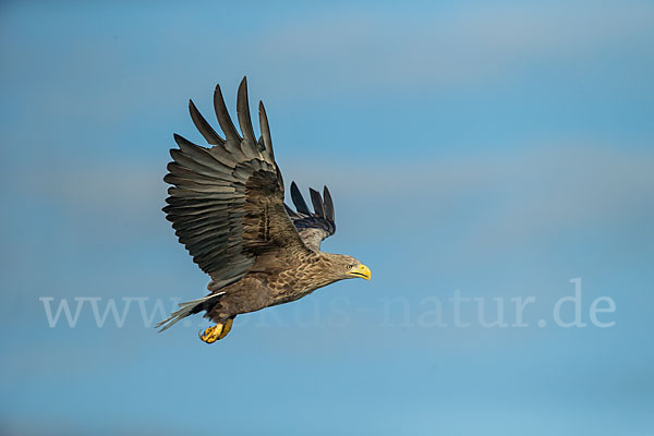 Seeadler (Haliaeetus albicilla)