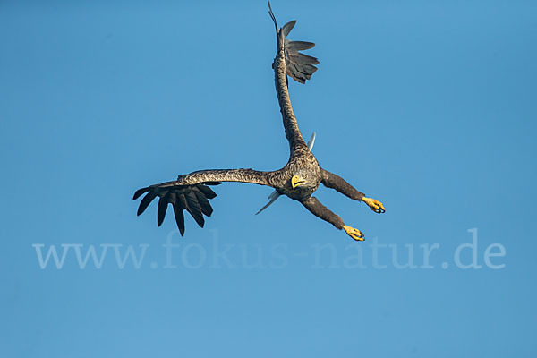 Seeadler (Haliaeetus albicilla)