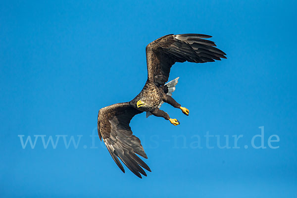 Seeadler (Haliaeetus albicilla)