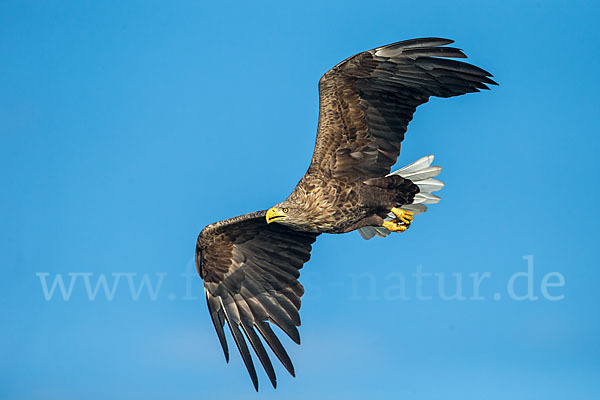 Seeadler (Haliaeetus albicilla)