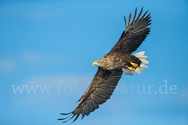 Seeadler (Haliaeetus albicilla)