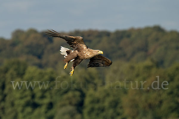 Seeadler (Haliaeetus albicilla)