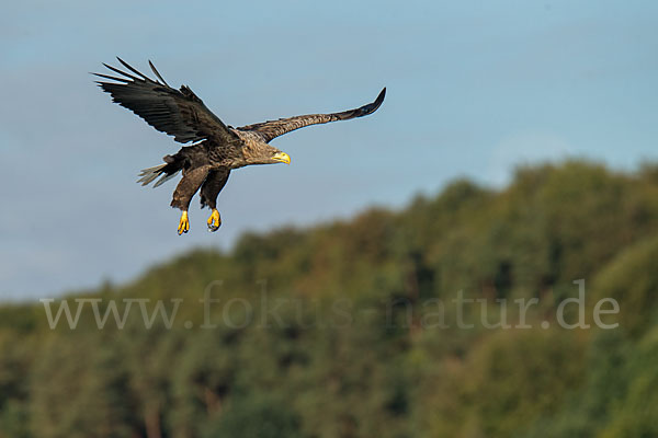 Seeadler (Haliaeetus albicilla)