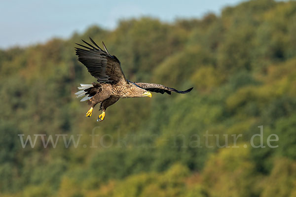 Seeadler (Haliaeetus albicilla)