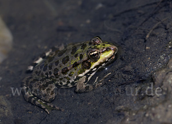 Seefrosch (Pelophylax ridibundus)