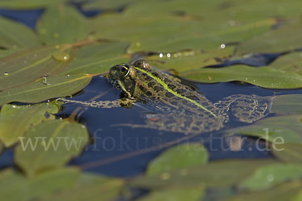 Seefrosch (Pelophylax ridibundus)