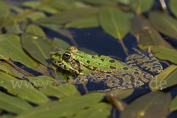 Seefrosch (Pelophylax ridibundus)