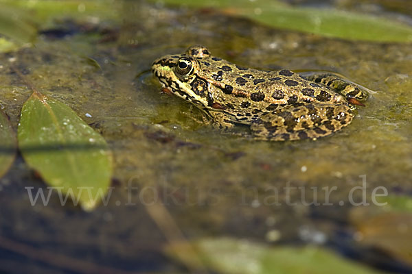 Seefrosch (Pelophylax ridibundus)