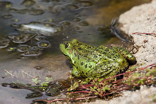 Seefrosch (Pelophylax ridibundus)