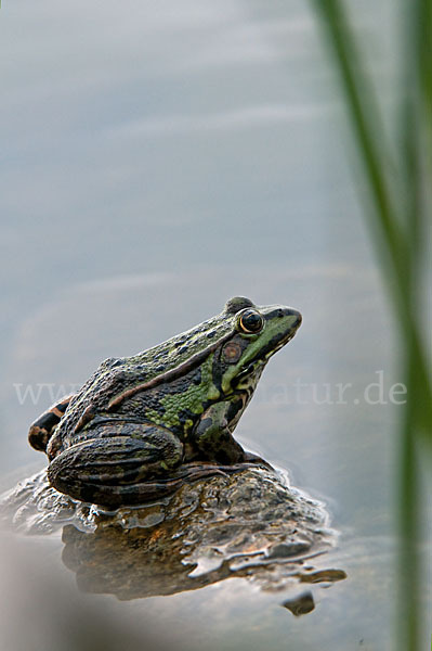 Seefrosch (Pelophylax ridibundus)