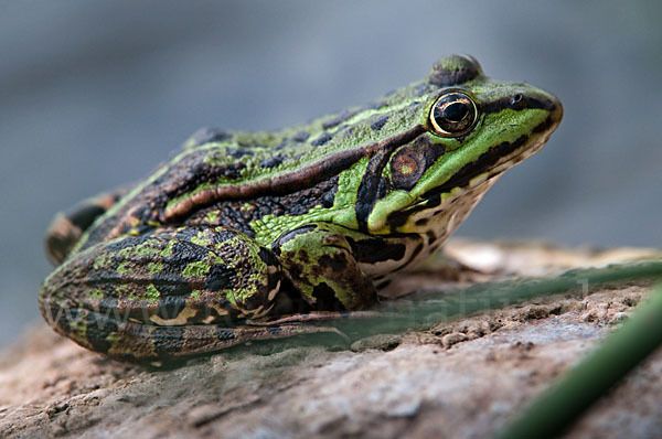 Seefrosch (Pelophylax ridibundus)