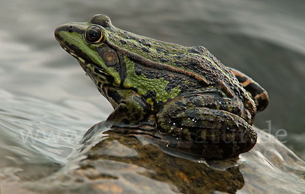 Seefrosch (Pelophylax ridibundus)