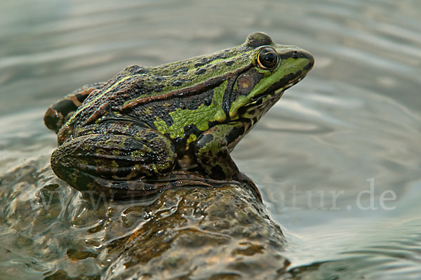 Seefrosch (Pelophylax ridibundus)