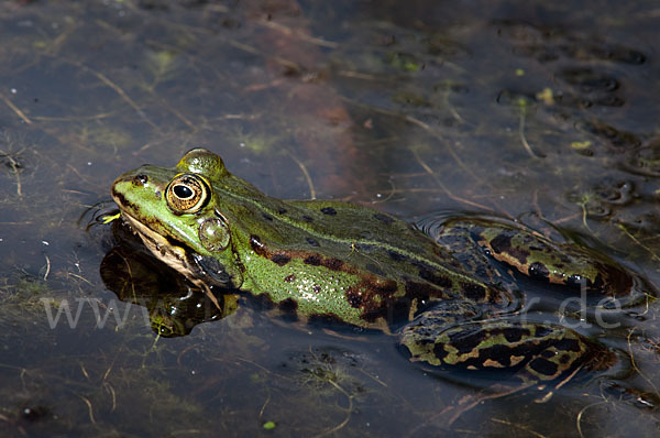 Seefrosch (Pelophylax ridibundus)