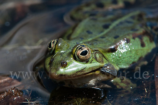 Seefrosch (Pelophylax ridibundus)