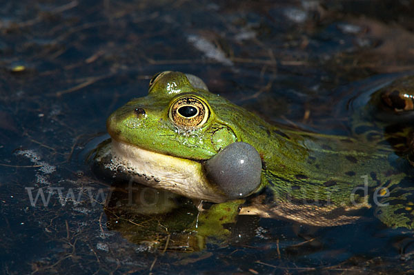 Seefrosch (Pelophylax ridibundus)