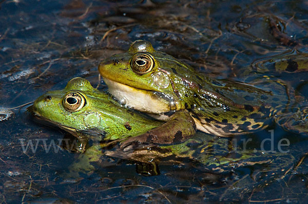 Seefrosch (Pelophylax ridibundus)