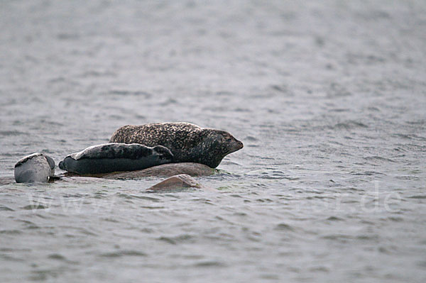 Seehund (Phoca vitulina)