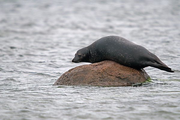 Seehund (Phoca vitulina)