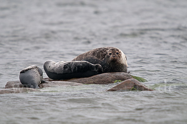 Seehund (Phoca vitulina)