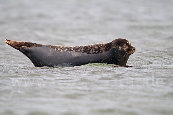 Seehund (Phoca vitulina)